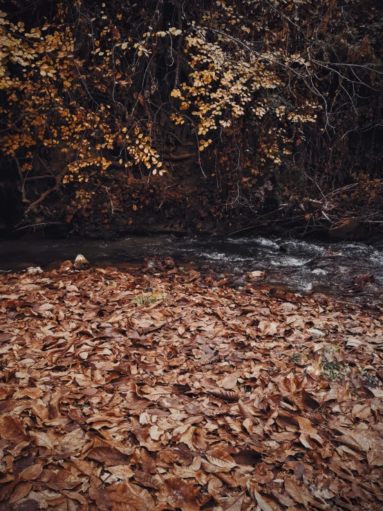 an image of leaves on the ground by a river