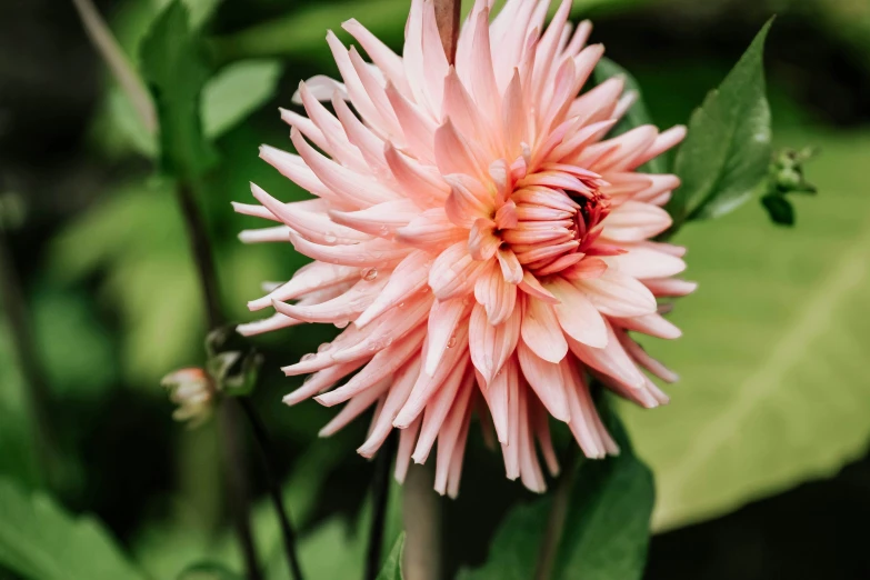 there is a pink flower that is blooming