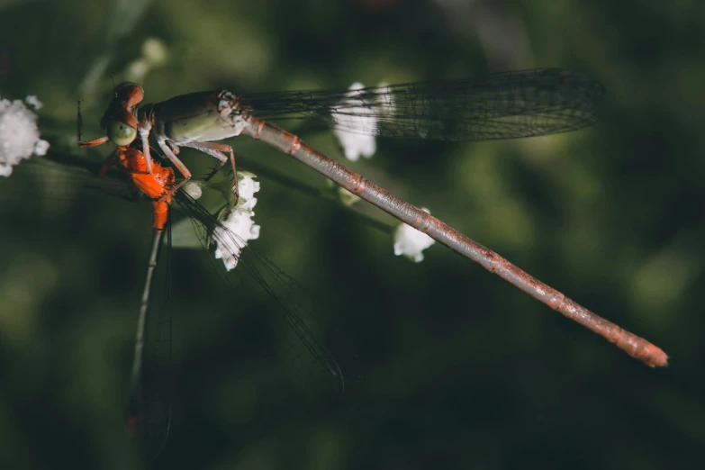 a dragonfly perched on top of a white flower next to a red stick