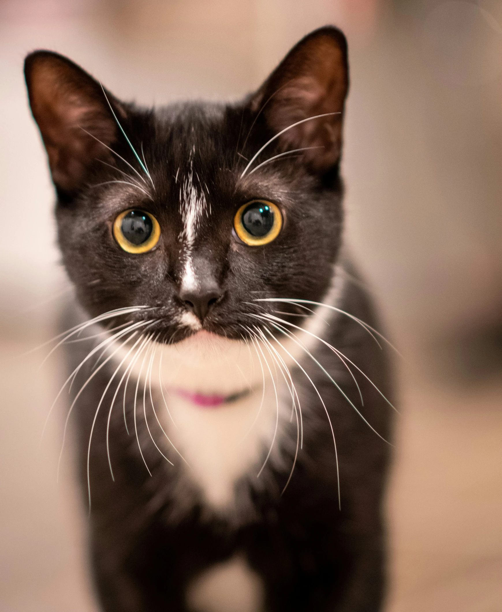 the black cat is looking straight ahead while standing on carpet