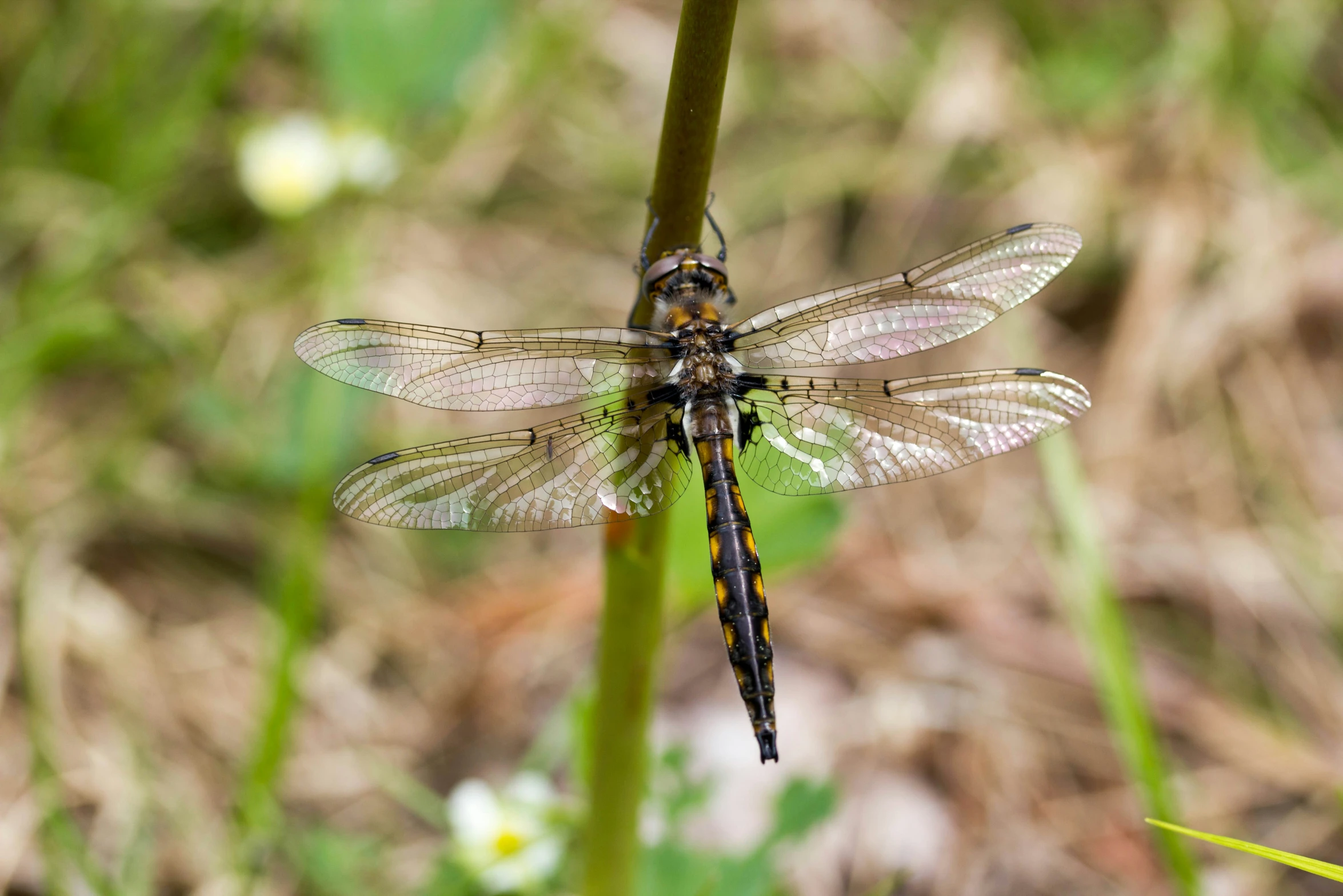 a small dragon fly is hanging on a stalk of grass