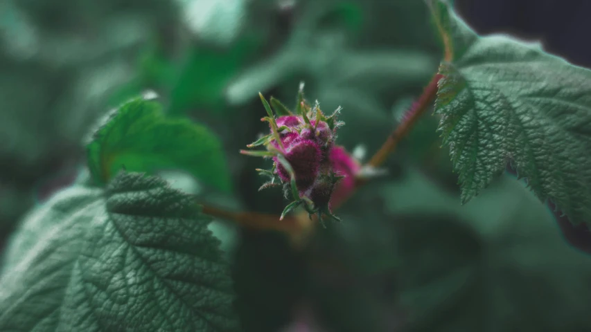 an up close view of some leaves on the plant