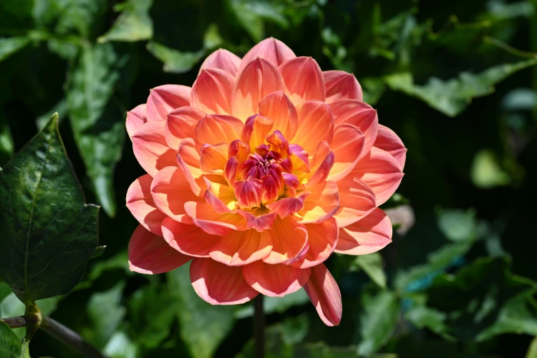 a large orange flower surrounded by green leaves