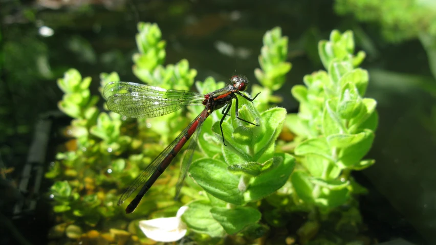 a dragon flys over some plants in the water