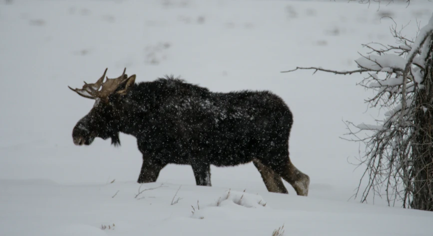 the moose is walking in the snow near the nches