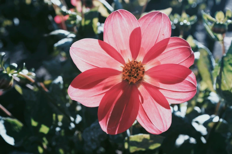 a bright pink flower is in the middle of the green