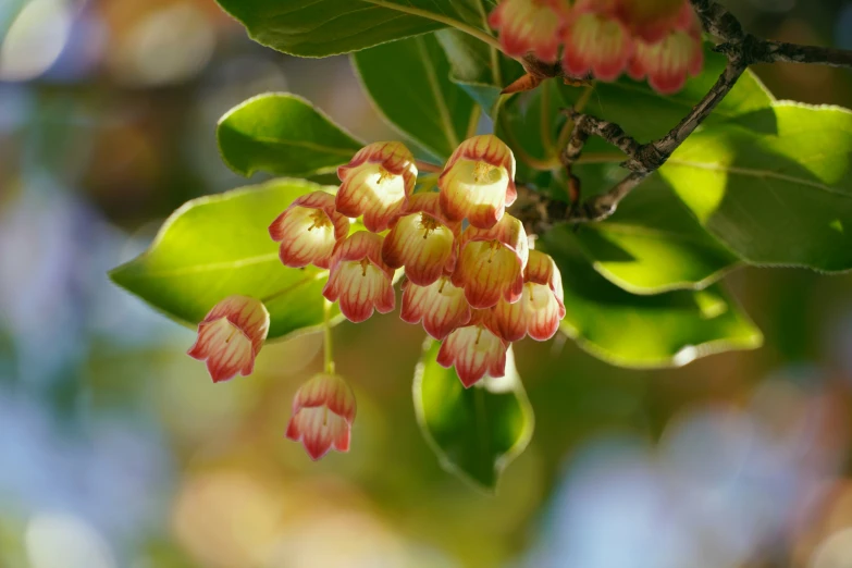 some red and white flowers hanging from the nches of a tree