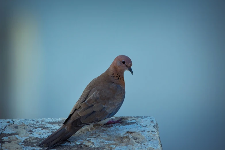 a bird perched on a ledge with snow on it