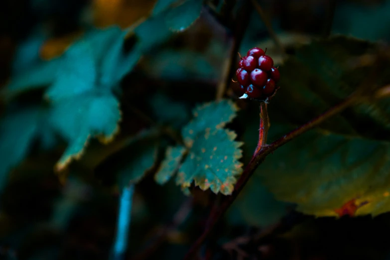 some type of fruit that is on a nch