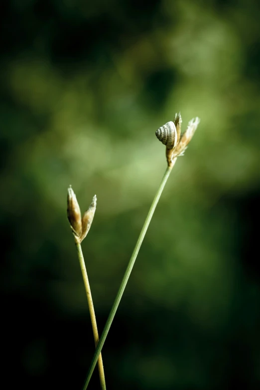 two plants with long stem buds are pictured