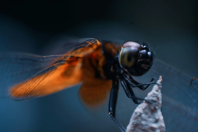 the orange and black dragon fly is perched on a leaf