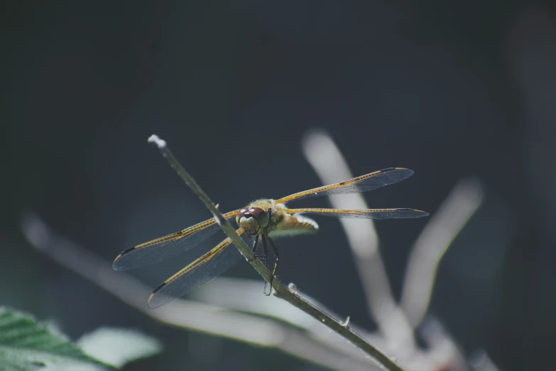 the large dragonfly is perched on the stem