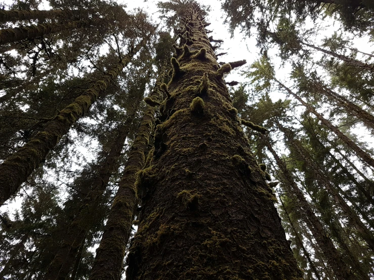 a tree standing upright in the middle of a forest
