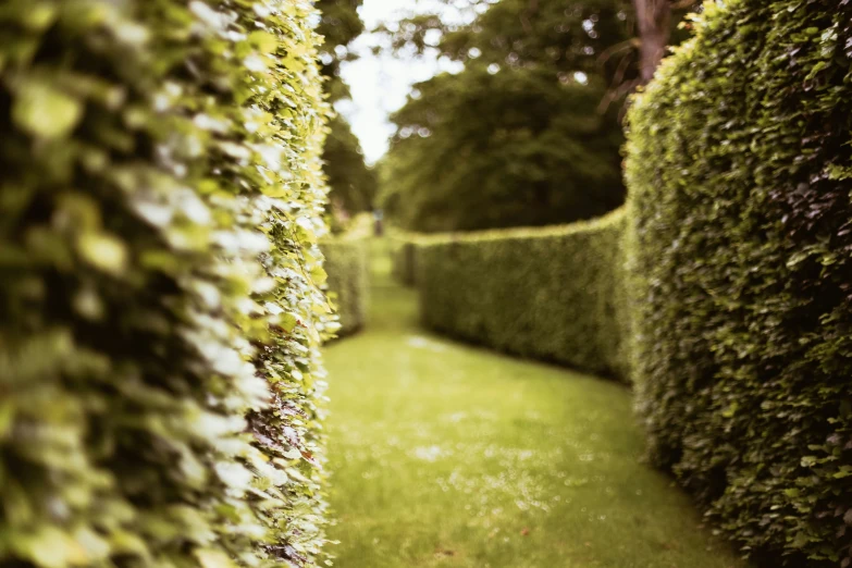 a path that has a few hedges along it