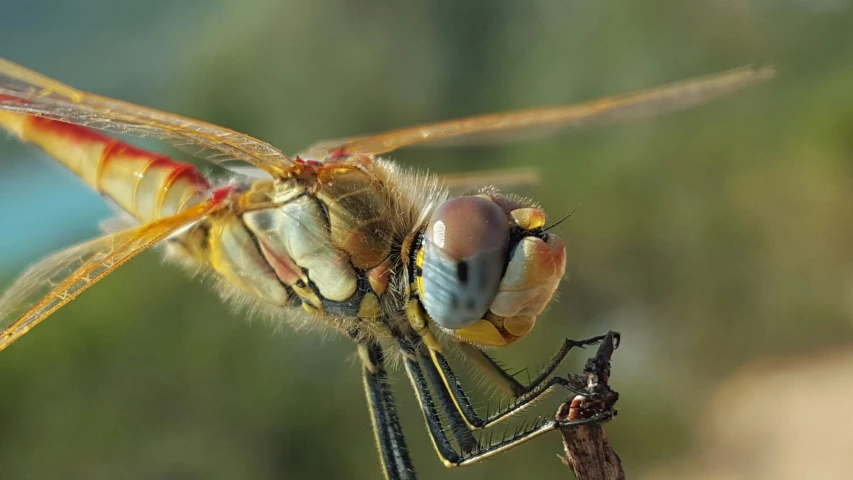 a dragon fly with bright red and blue eyes