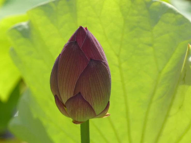the bud of a lotus plant with bright green leaves
