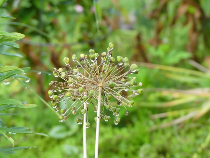 the dew is sprinkled off on a large green flower