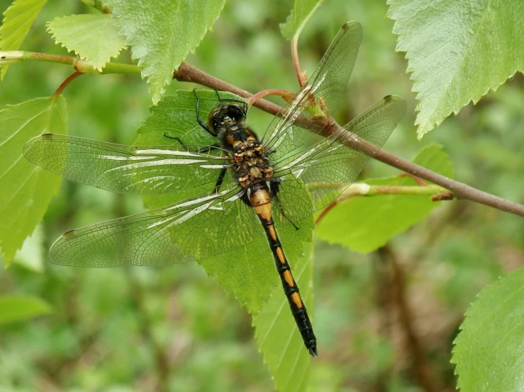 a close up of a dragon fly sitting on a leaf