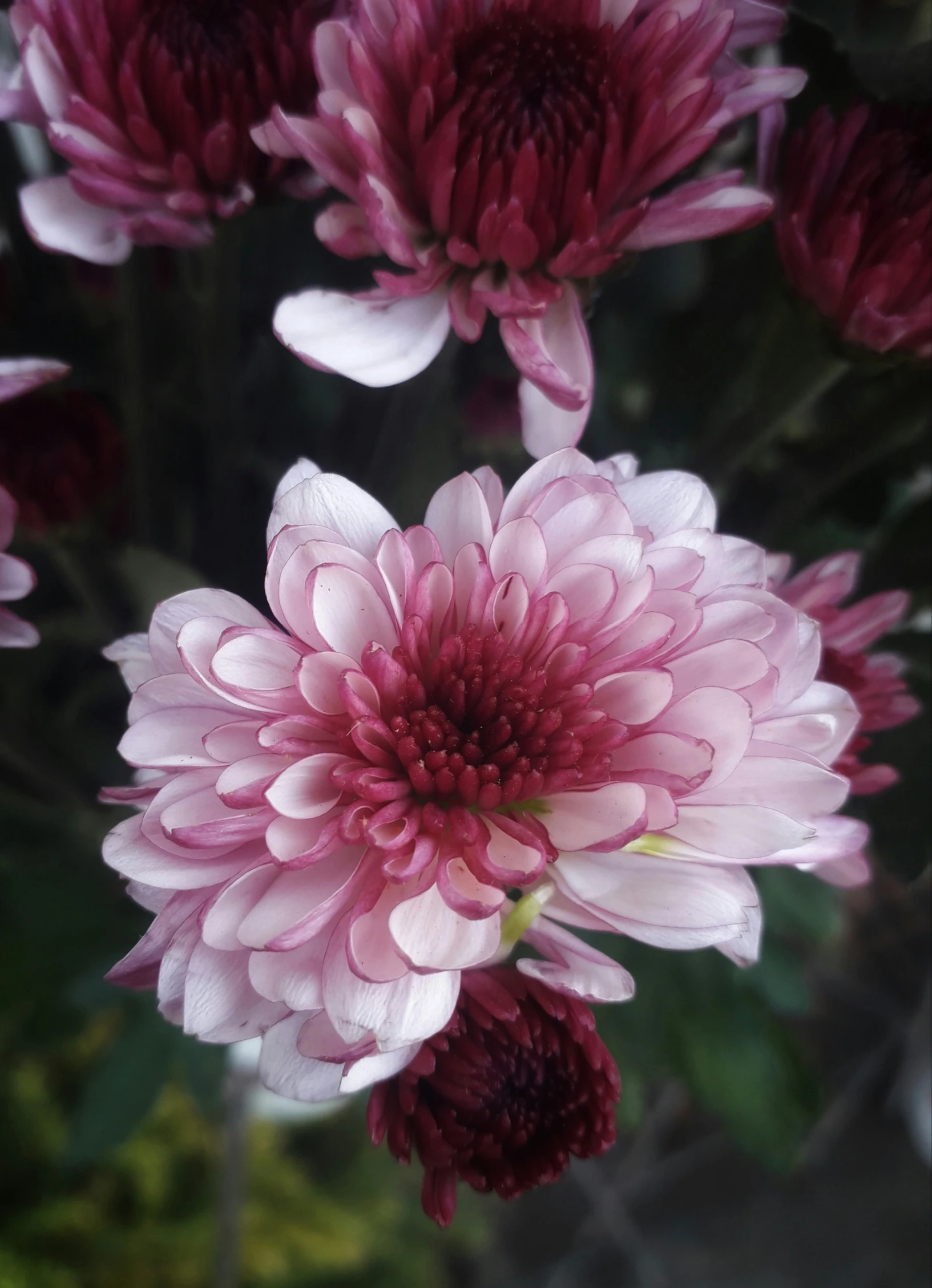 a bouquet of flowers that are being displayed