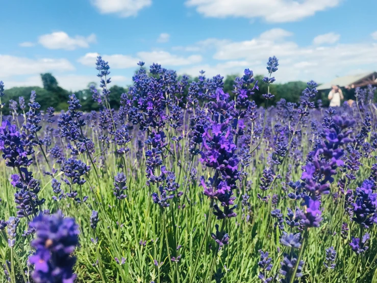 the blue flowers are growing in the grass