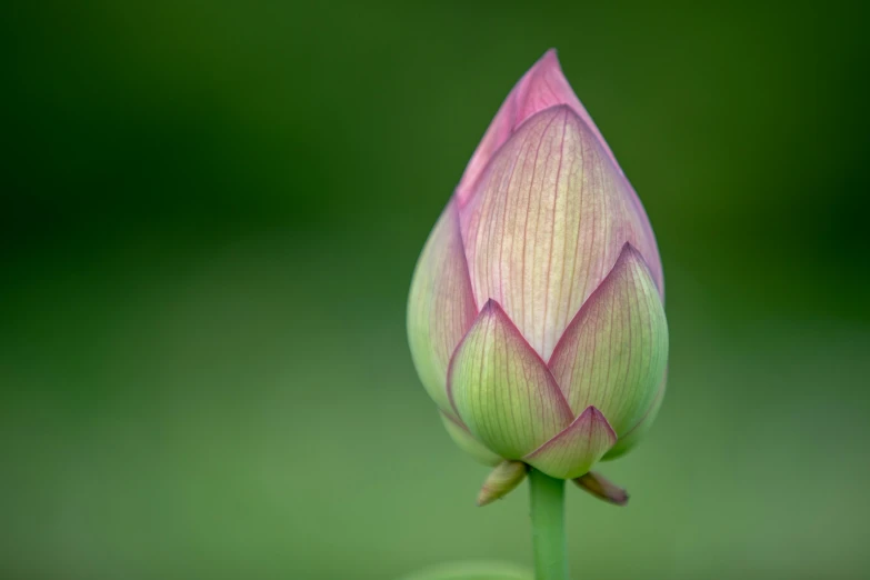 a single lotus flower bud sitting on top of a leaf