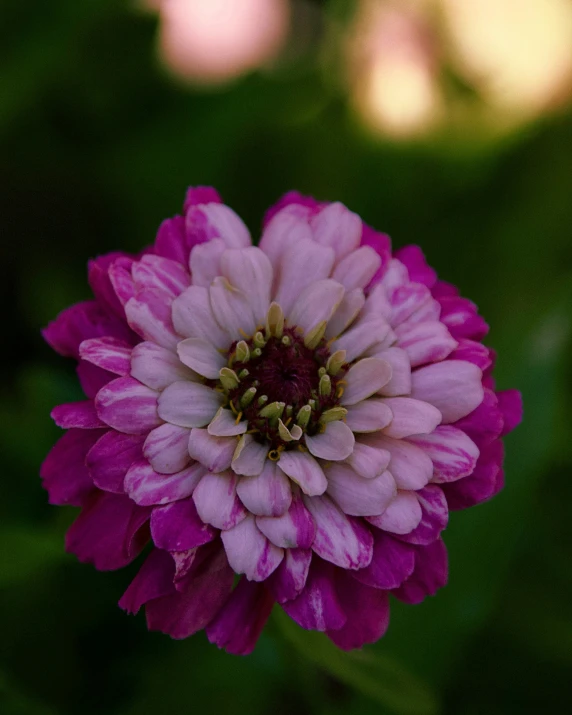 a purple flower that is on some kind of stalk