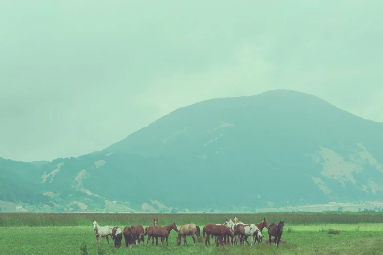 many horses in a field with mountains in the background