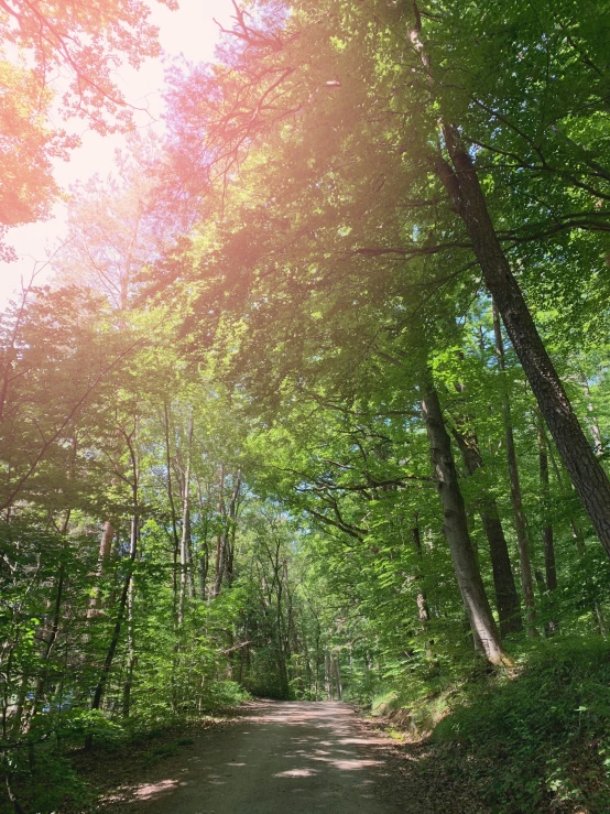 an image of sunlight shining on a tree covered dirt road