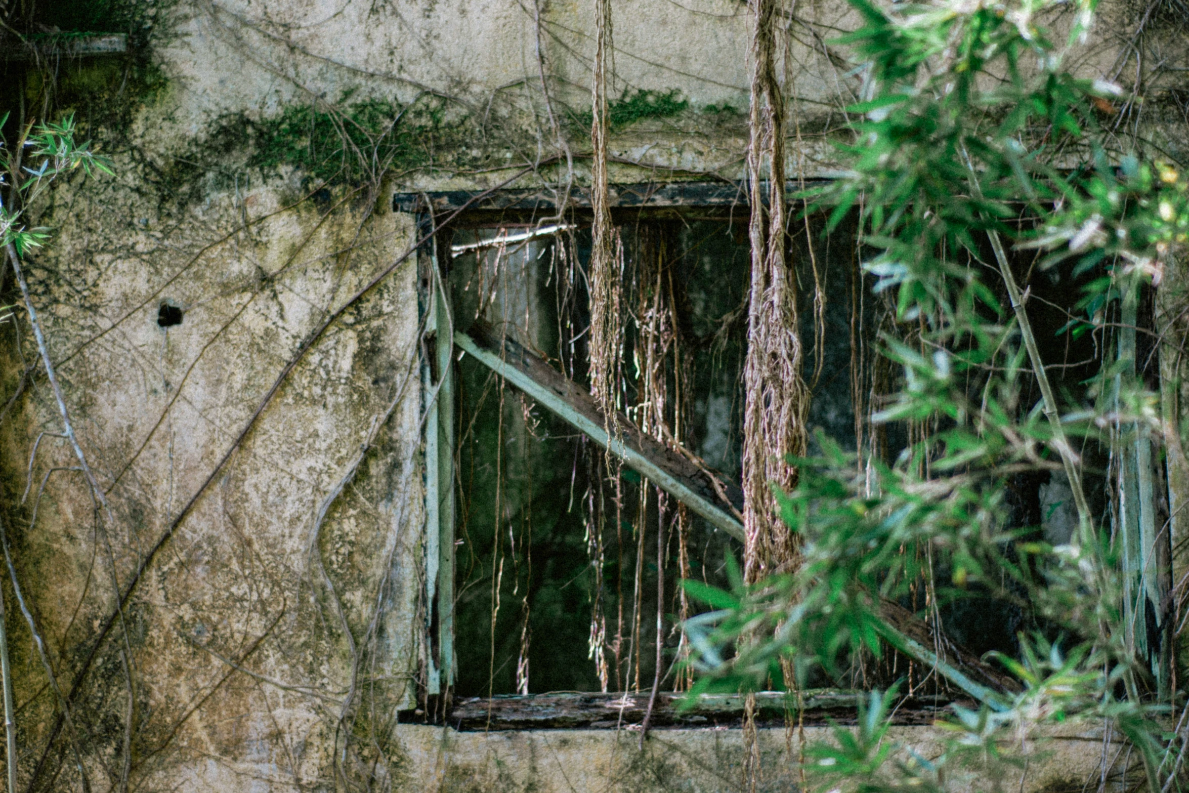 a run down building with vines surrounding the window