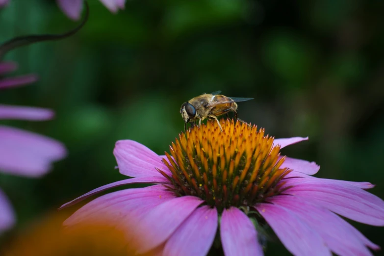 a large bee that is on top of some flowers