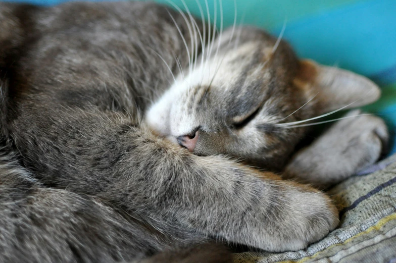 a close up of a cat laying on top of a bed