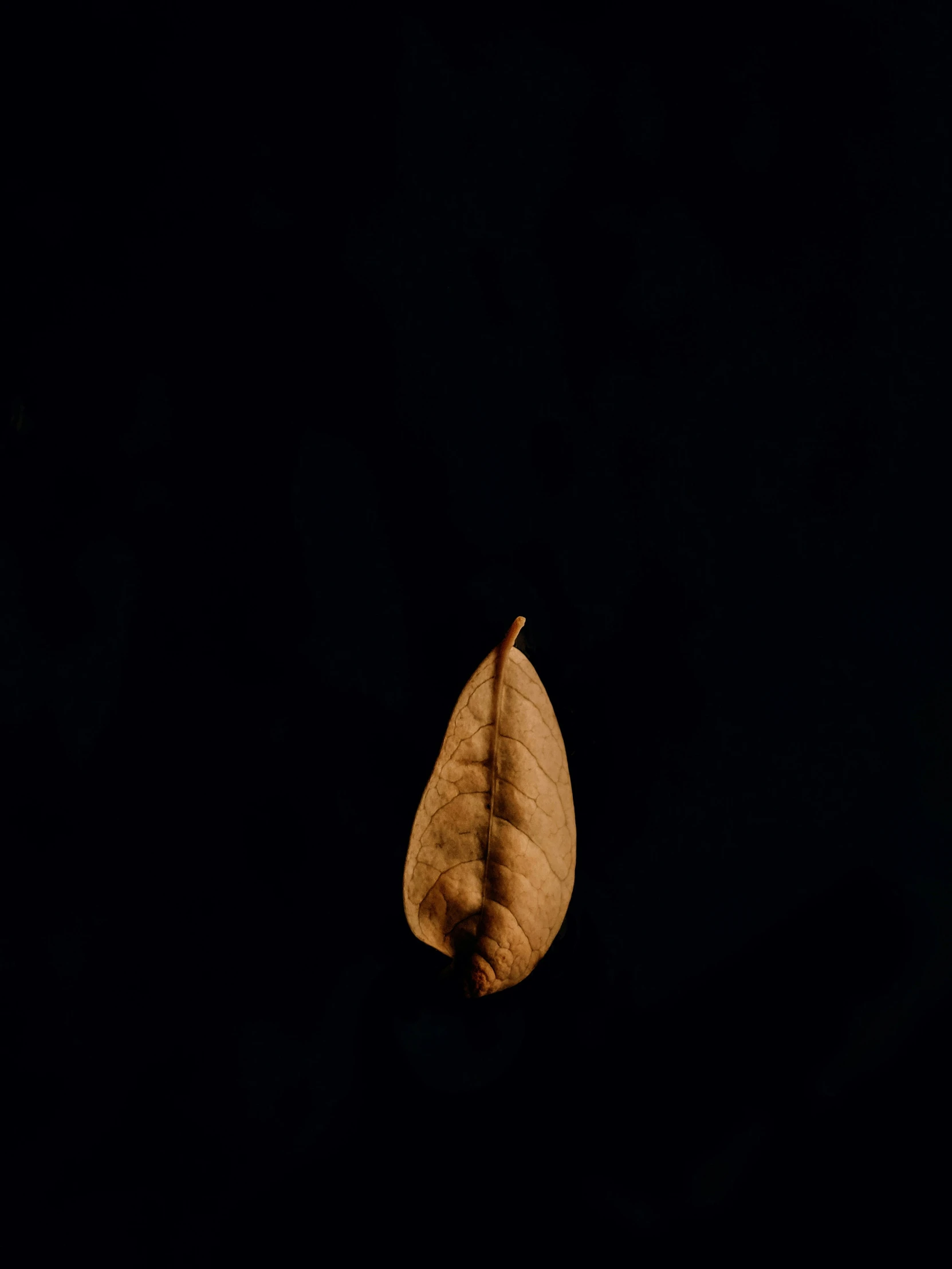 a single autumn leaf in a dark spot