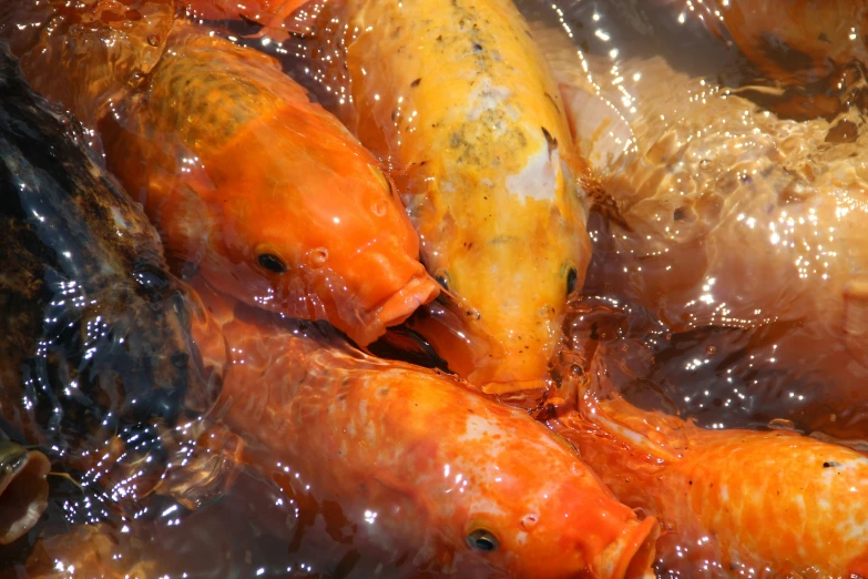 several orange fish in plastic bags lined up in a group