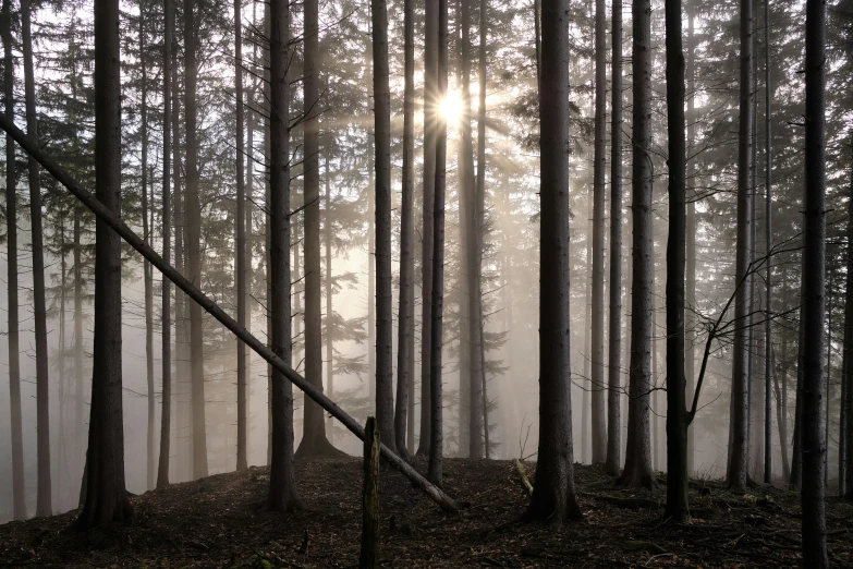 a misty forest with the sun peeking through the trees