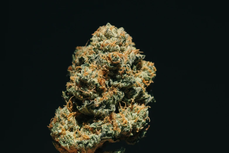 a closeup s of a cannabis in the dark