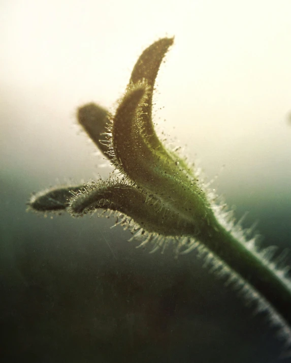 a plant with very thin stems against a light colored background