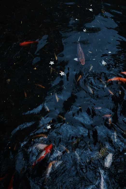 many different colored fish in a pond