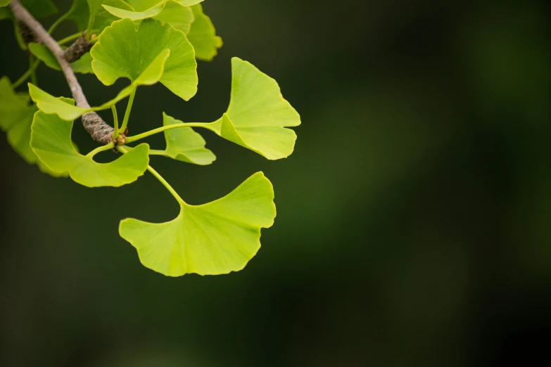 a tree nch with a green leaf in the middle