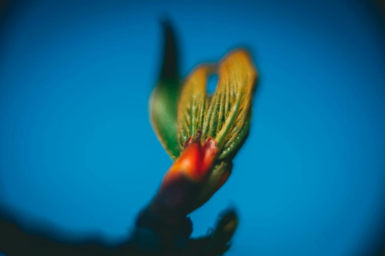 a blurry image of a large red flower