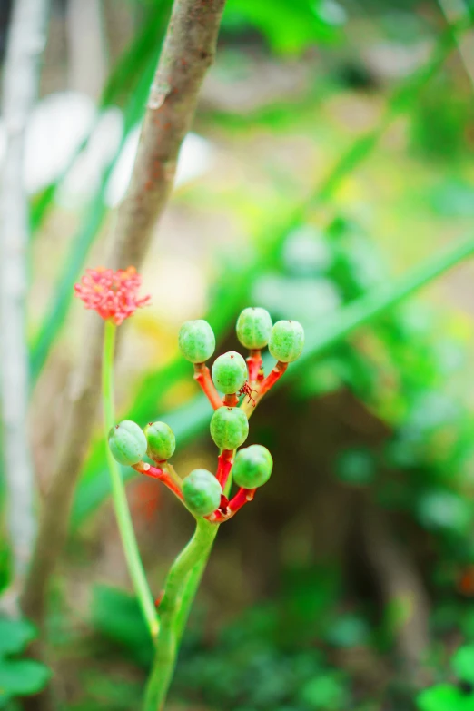 close up view of a bush with flowers in bloom