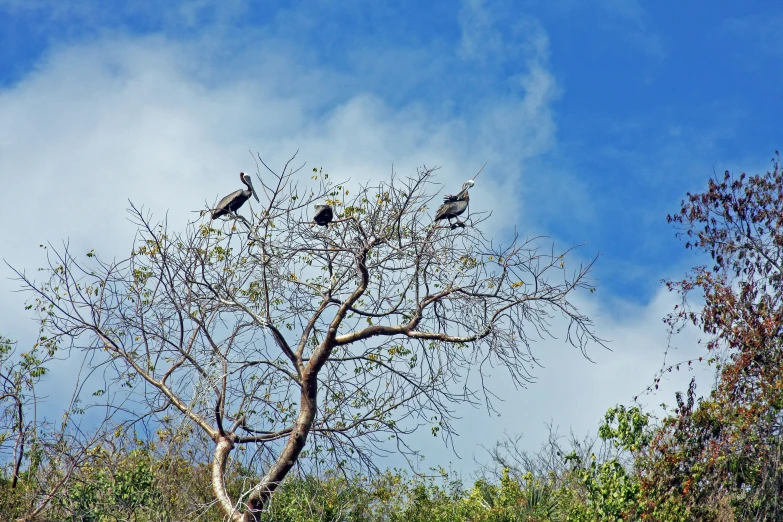 a group of birds are perched on trees