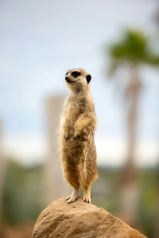 a small meerkat standing on a rock in front of palm trees