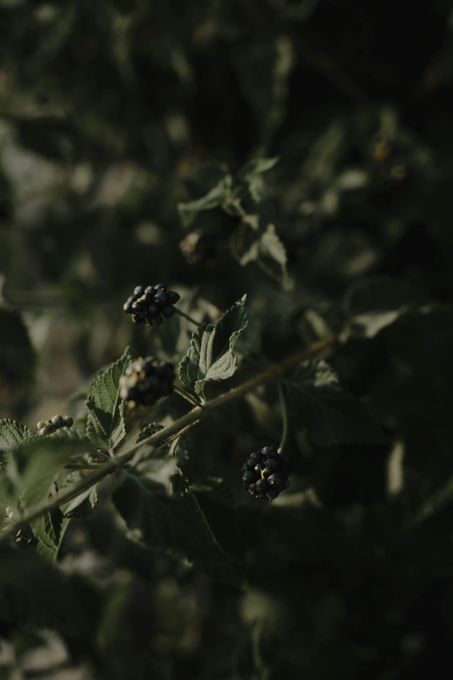 a picture of a bunch of blackberries on the vine