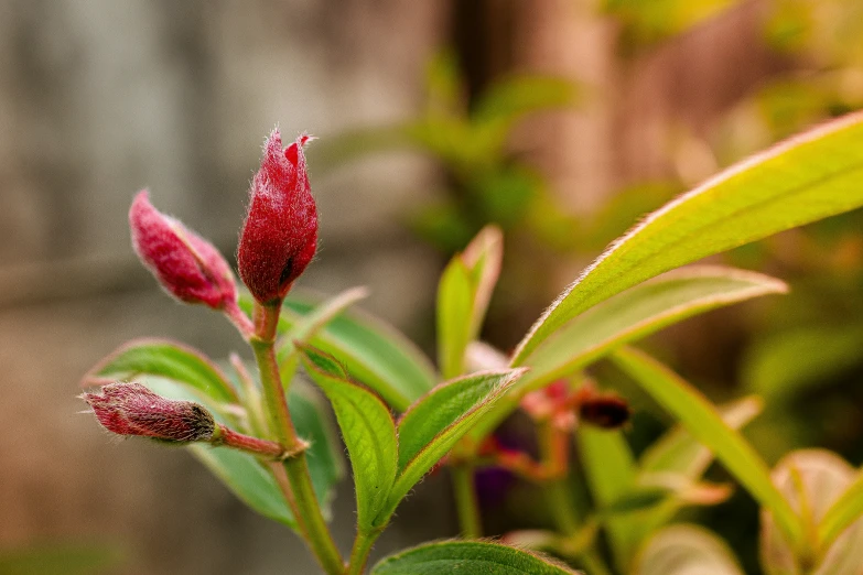 closeup image of small flower with small buds