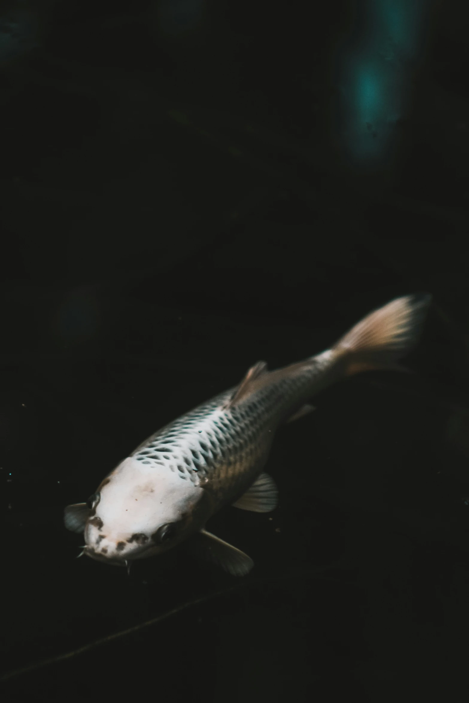 a small fish is floating on the water