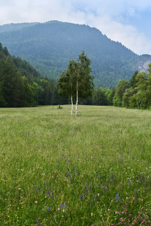 a lone tree sitting in a green pasture