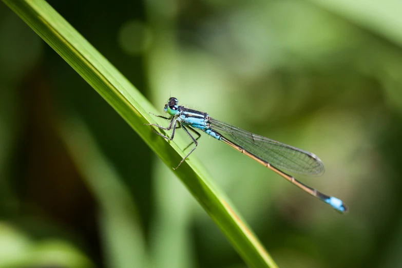 a green dragonfly with blue wings sitting on a green leaf