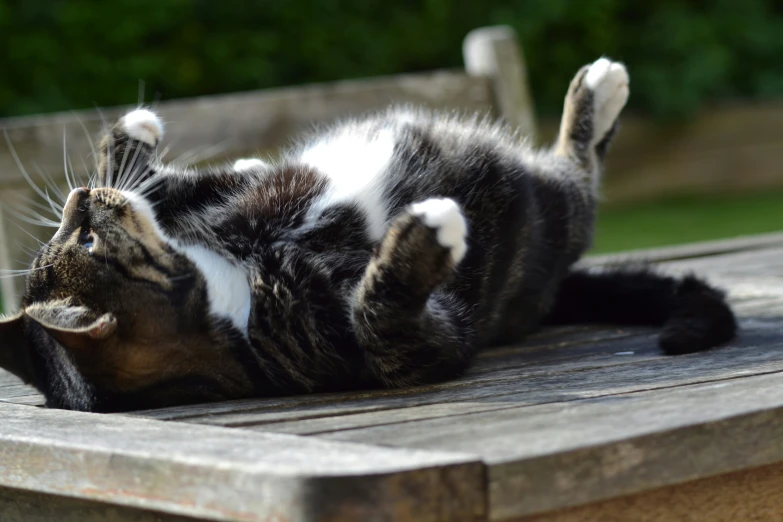 a cat laying on its back on top of a wooden bench