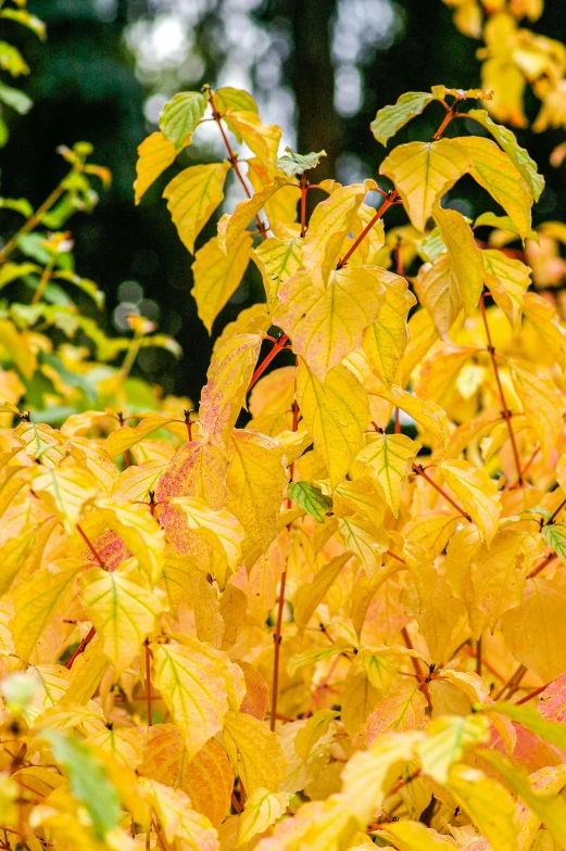 yellow leaves of trees in autumn with some red and green