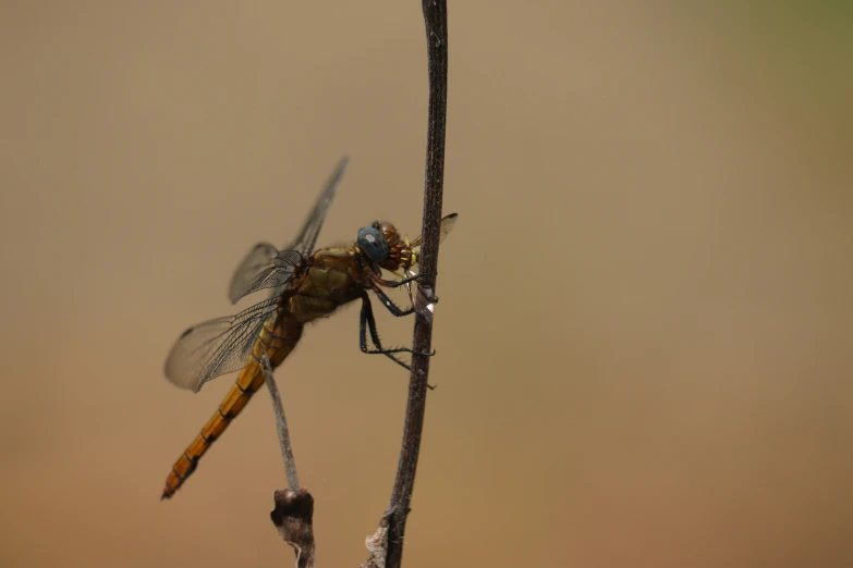 the fly is perched on top of the tree nch